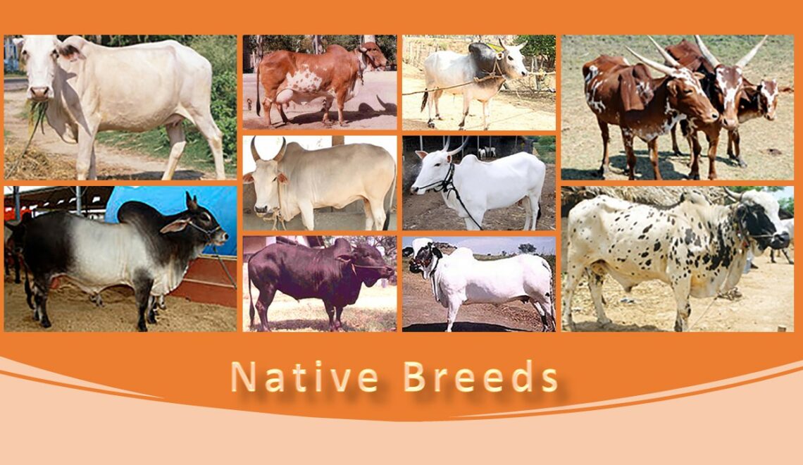 Native Breeds